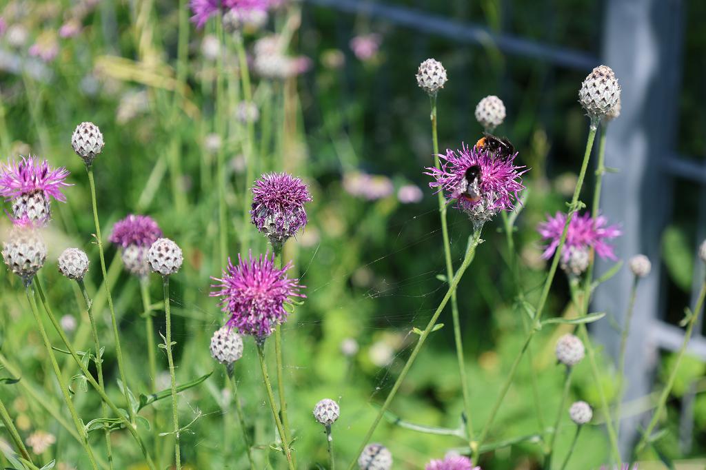 Da der Baukörper in die Umgebung eingegraben und gleichsam begrünt ist, geht das Dach fast nahtlos ins Gelände über. Die Bienen fliegen auf die zarten Blüten der Centaurea scabiosa (Scabiosen Flockenblume). Die Vegetation hat sich im Verlauf der Zeit verwildert und umgebildet, hier dominiert jetzt gebietsheimisches Sedum. Echium vulgare (Gewöhnlicher Natterkopf) sorgt für blaue Tupfer in den Pflanzflächen. Bildquelle: ZinCo